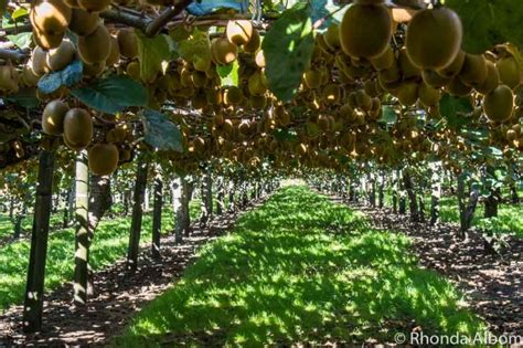 Kiwi Farms .